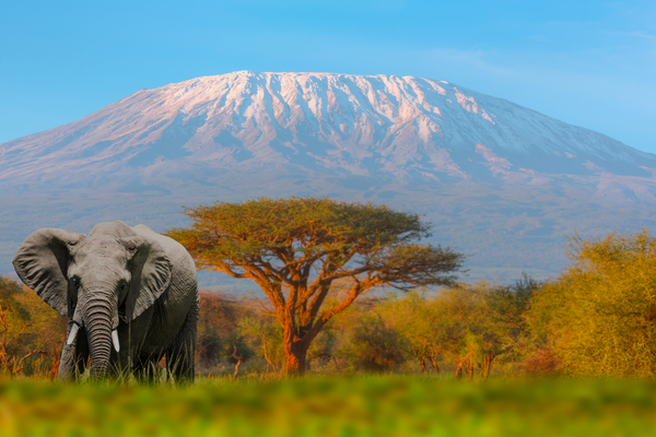 Wildebeest Migration Crossing